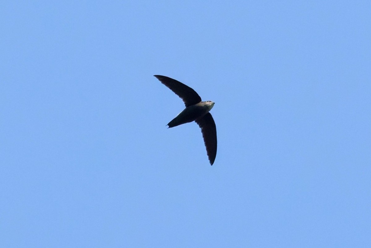 Gray-rumped Swift - ML642816690