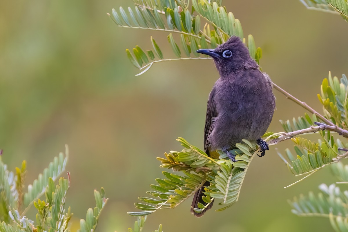 Cape Bulbul - ML642816691