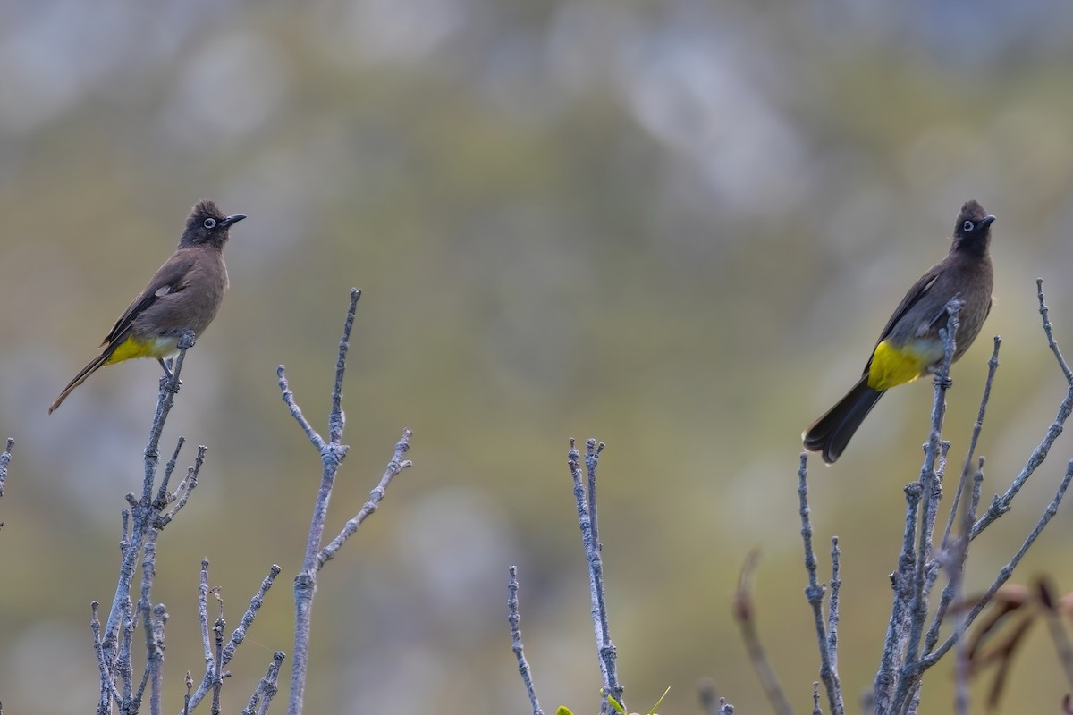 Cape Bulbul - ML642816692