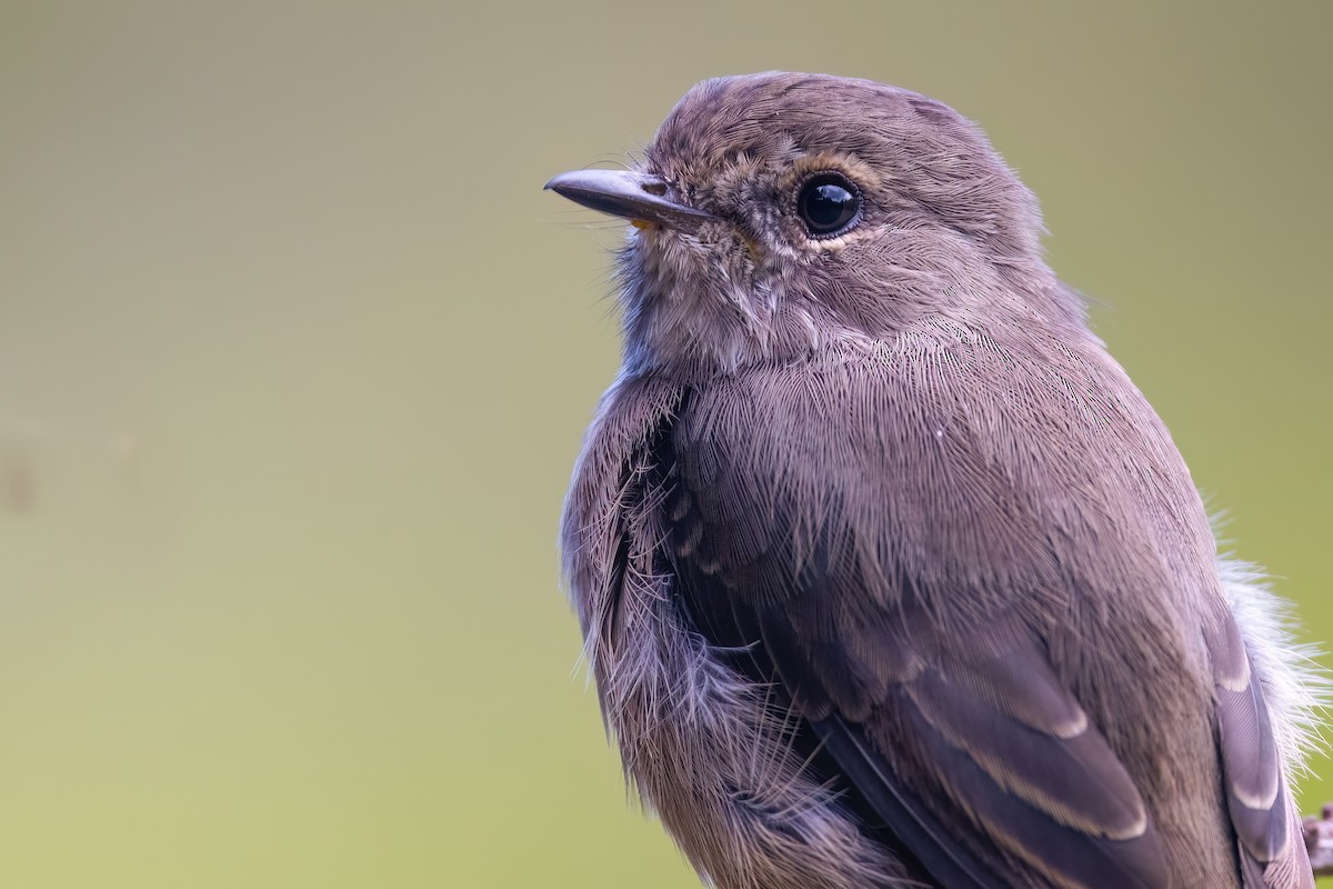 African Dusky Flycatcher - ML642816693