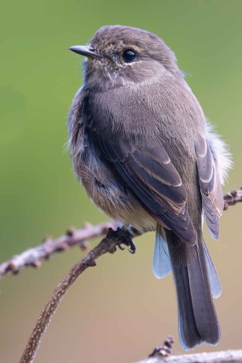 African Dusky Flycatcher - ML642816694