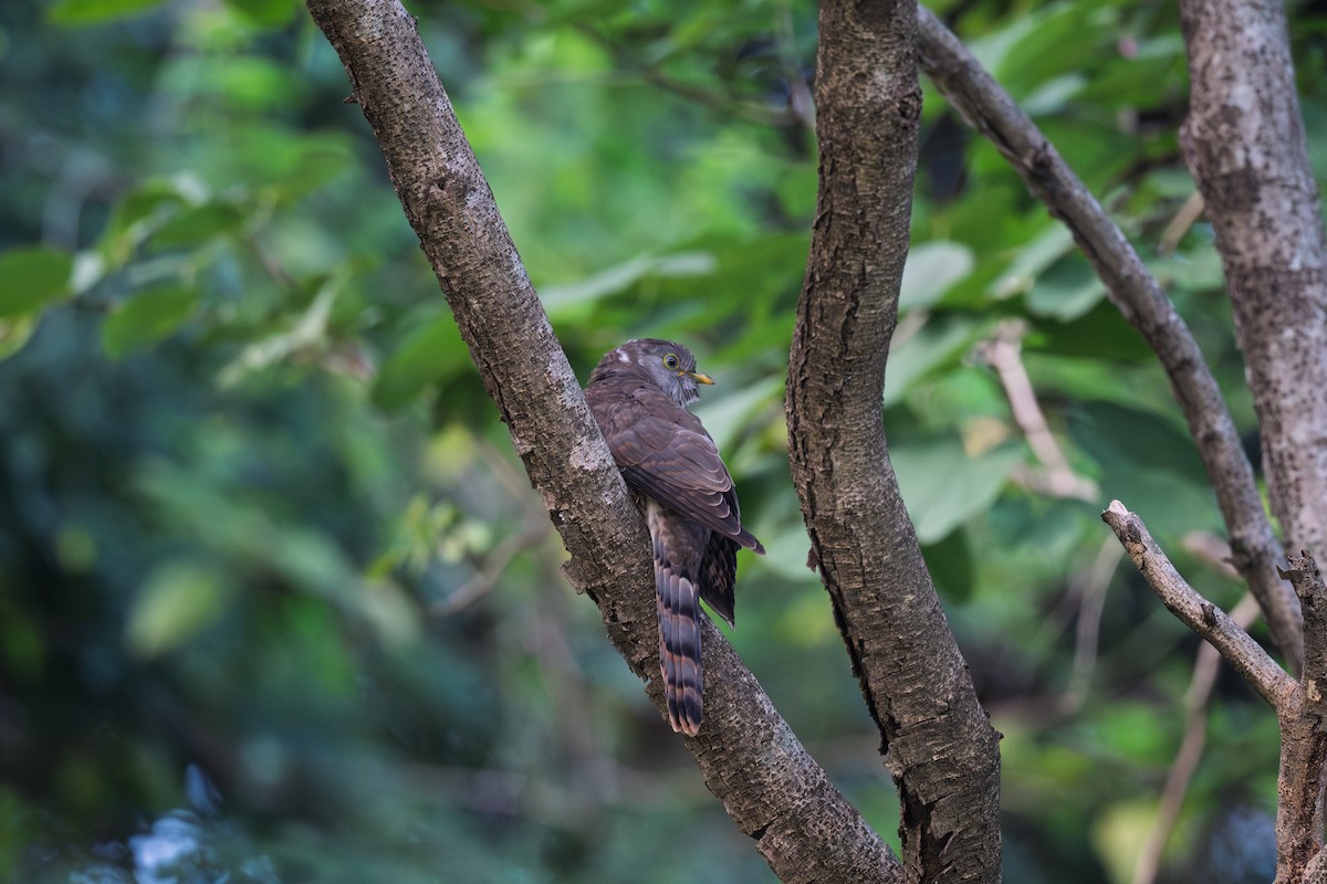 Common Hawk-Cuckoo - ML642816700