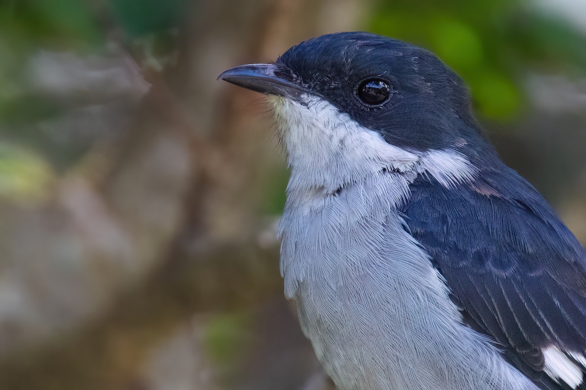 Fiscal Flycatcher - ML642816701