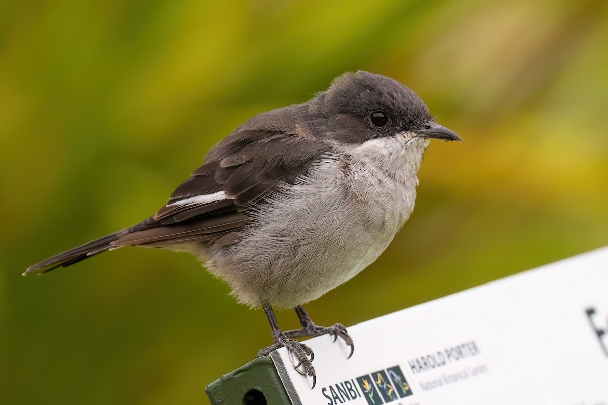 Fiscal Flycatcher - ML642816702
