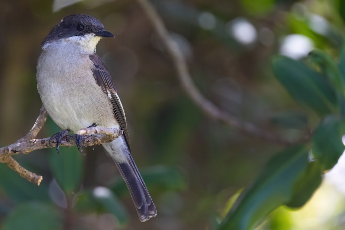 Fiscal Flycatcher - ML642816703