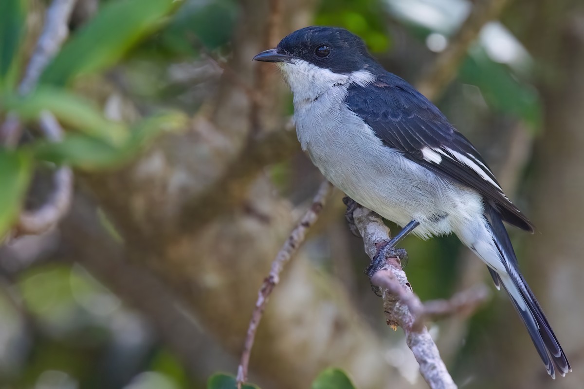 Fiscal Flycatcher - ML642816704