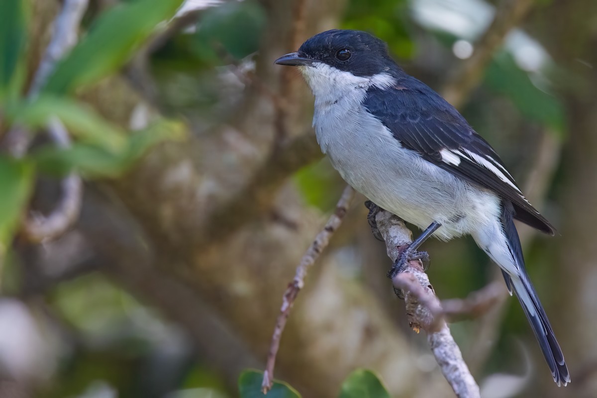 Fiscal Flycatcher - ML642816705