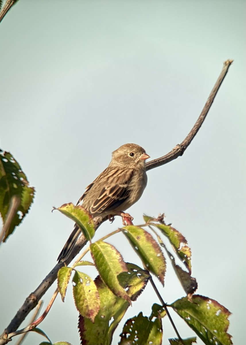 Field Sparrow - ML642816716