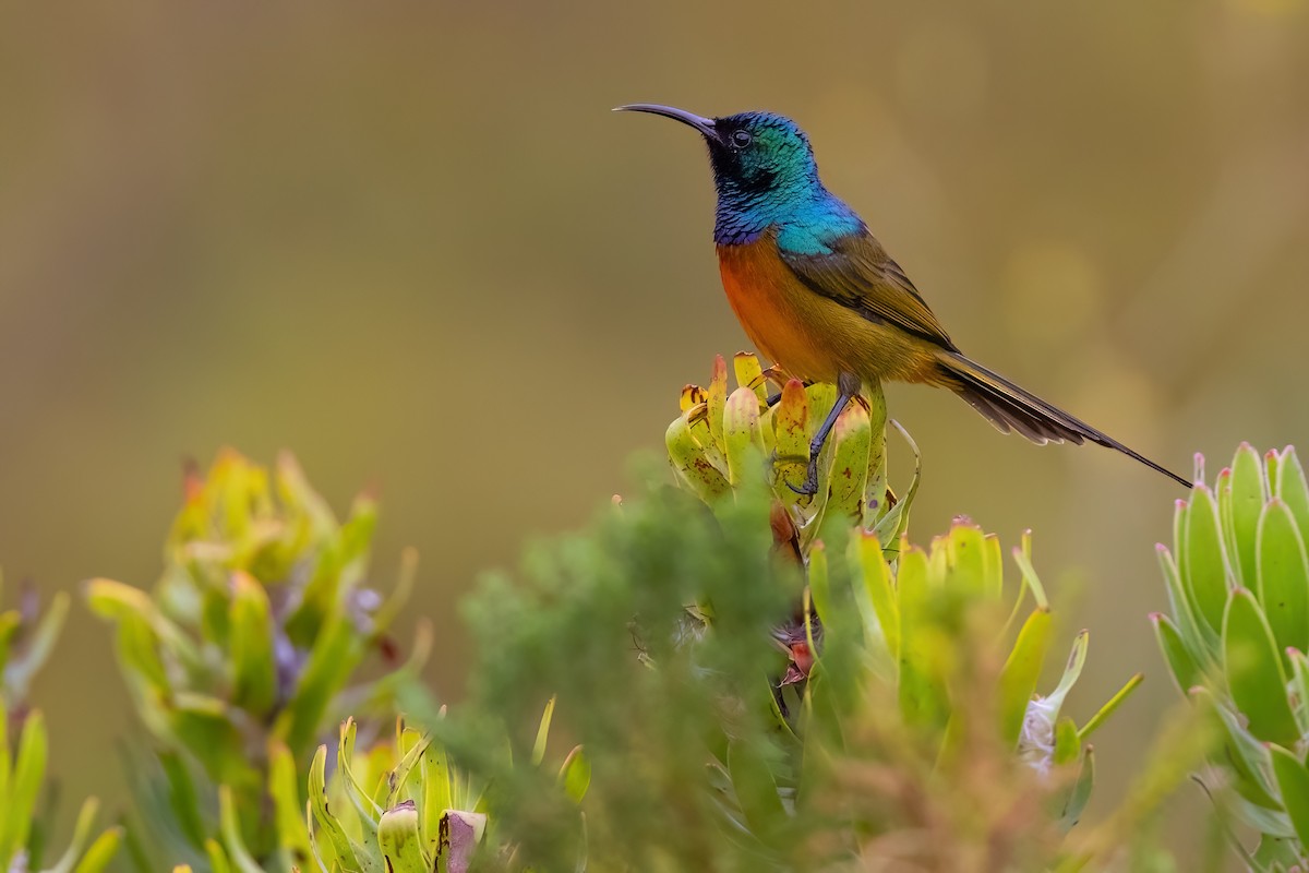 Orange-breasted Sunbird - ML642816719