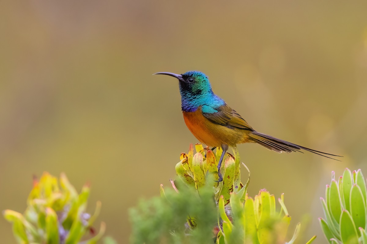 Orange-breasted Sunbird - ML642816720