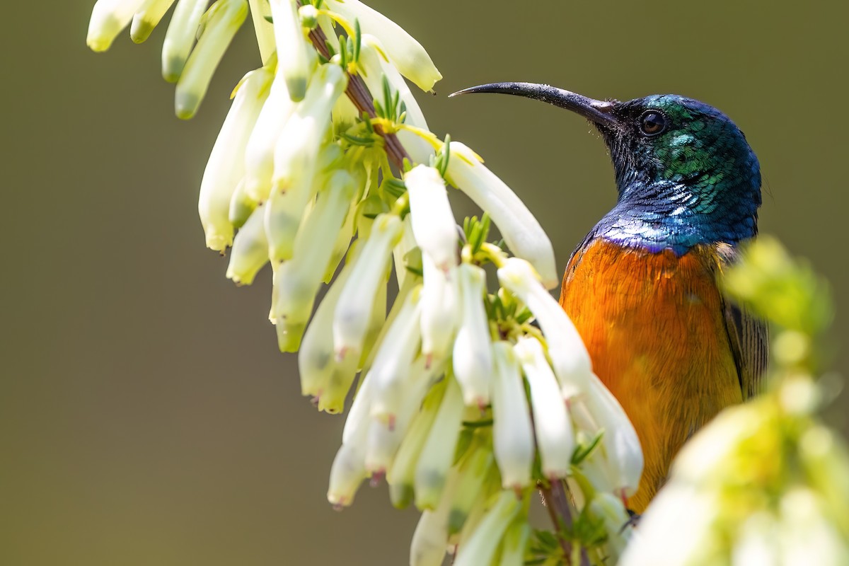 Orange-breasted Sunbird - ML642816721