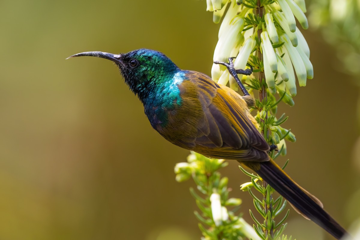 Orange-breasted Sunbird - ML642816722