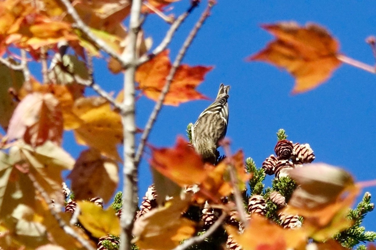 Pine Siskin - ML642816725