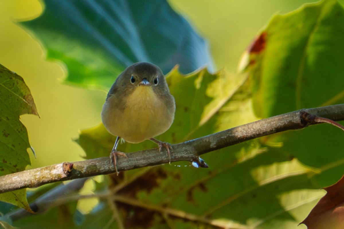 Common Yellowthroat - ML642816728