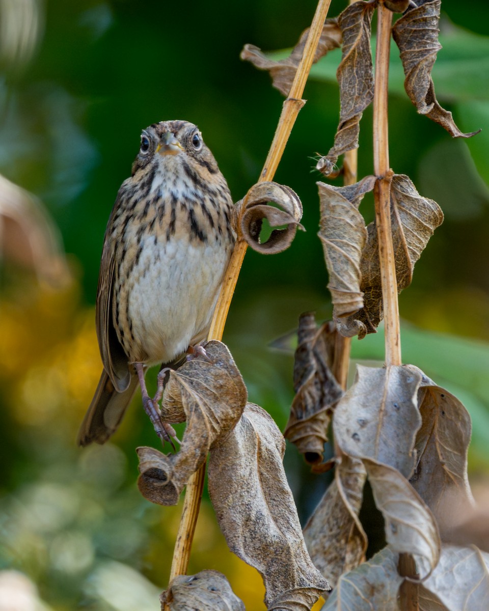 Lincoln's Sparrow - ML642816732
