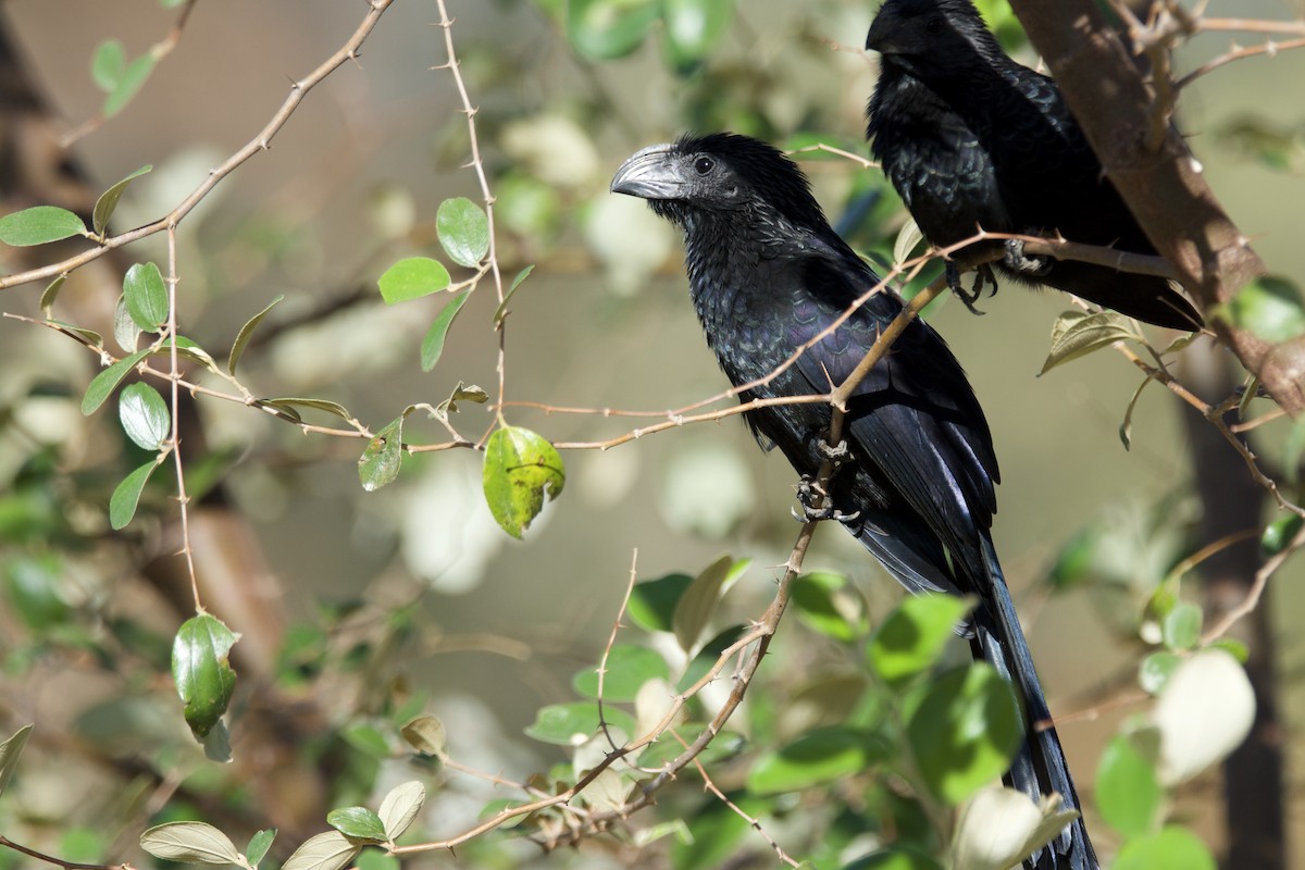 Groove-billed Ani - ML642816753