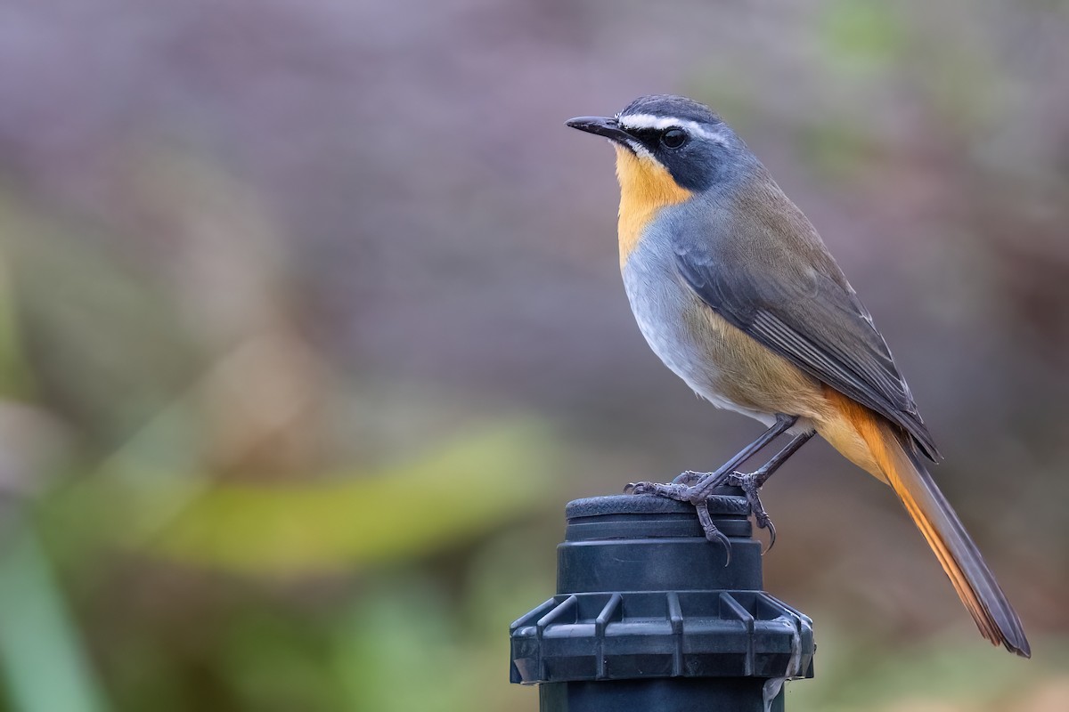 Cape Robin-Chat - ML642816755
