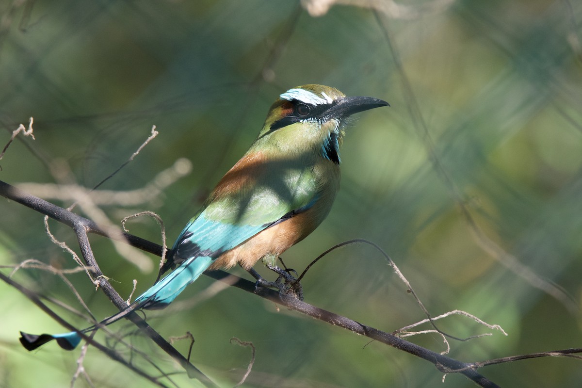 Turquoise-browed Motmot - ML642816756