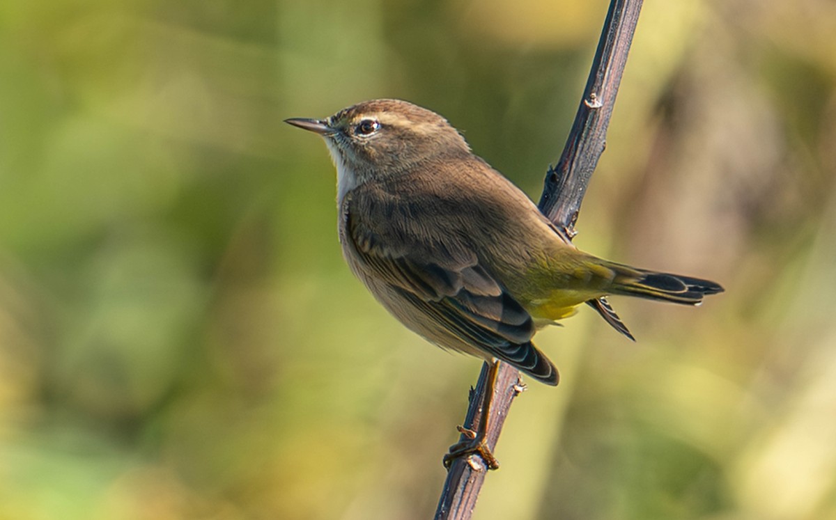 Palm Warbler - ML642816757