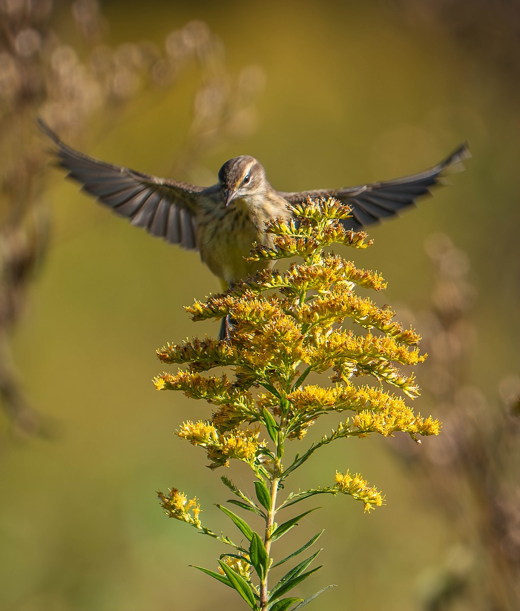 Palm Warbler - ML642816760