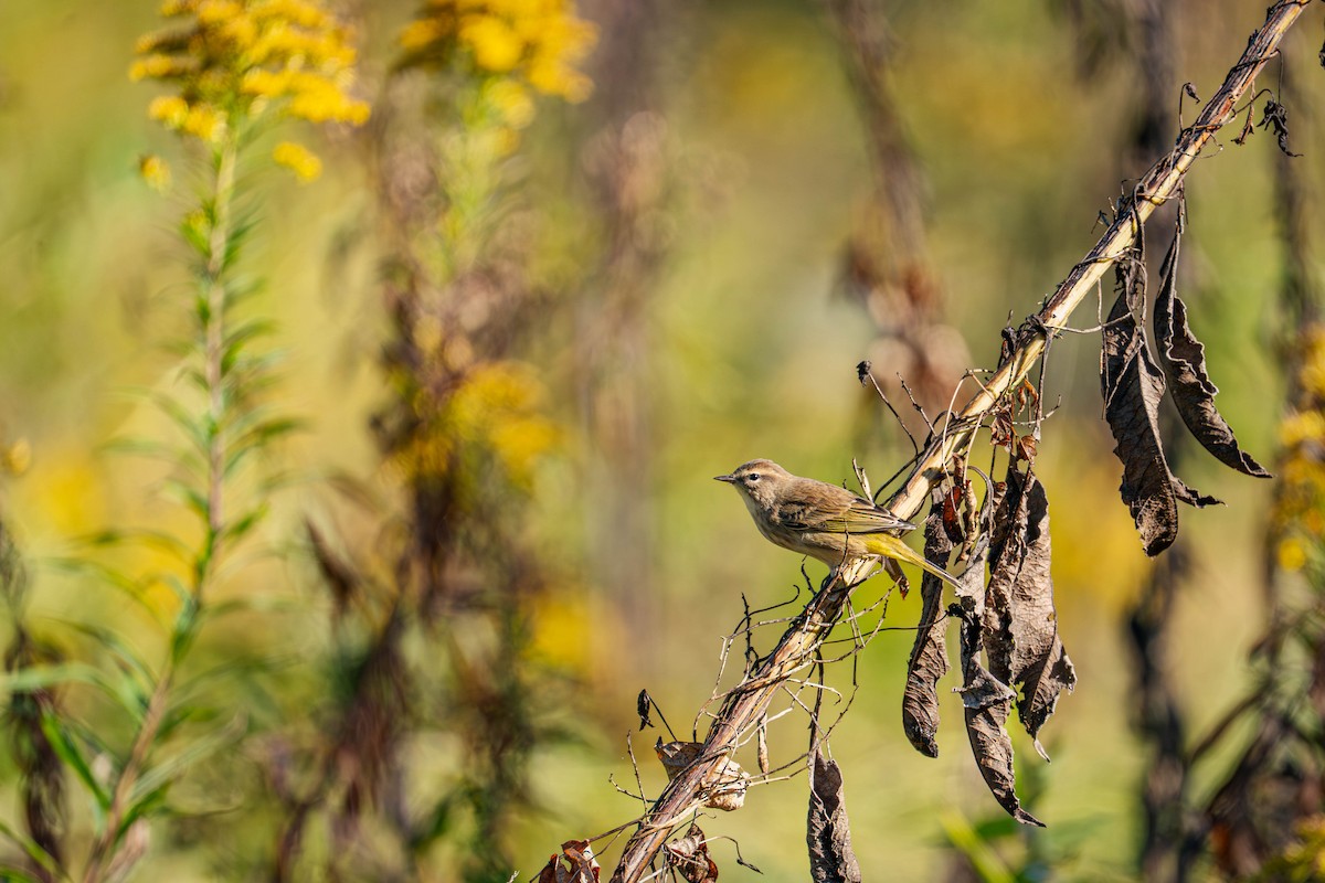 Palm Warbler - ML642816761
