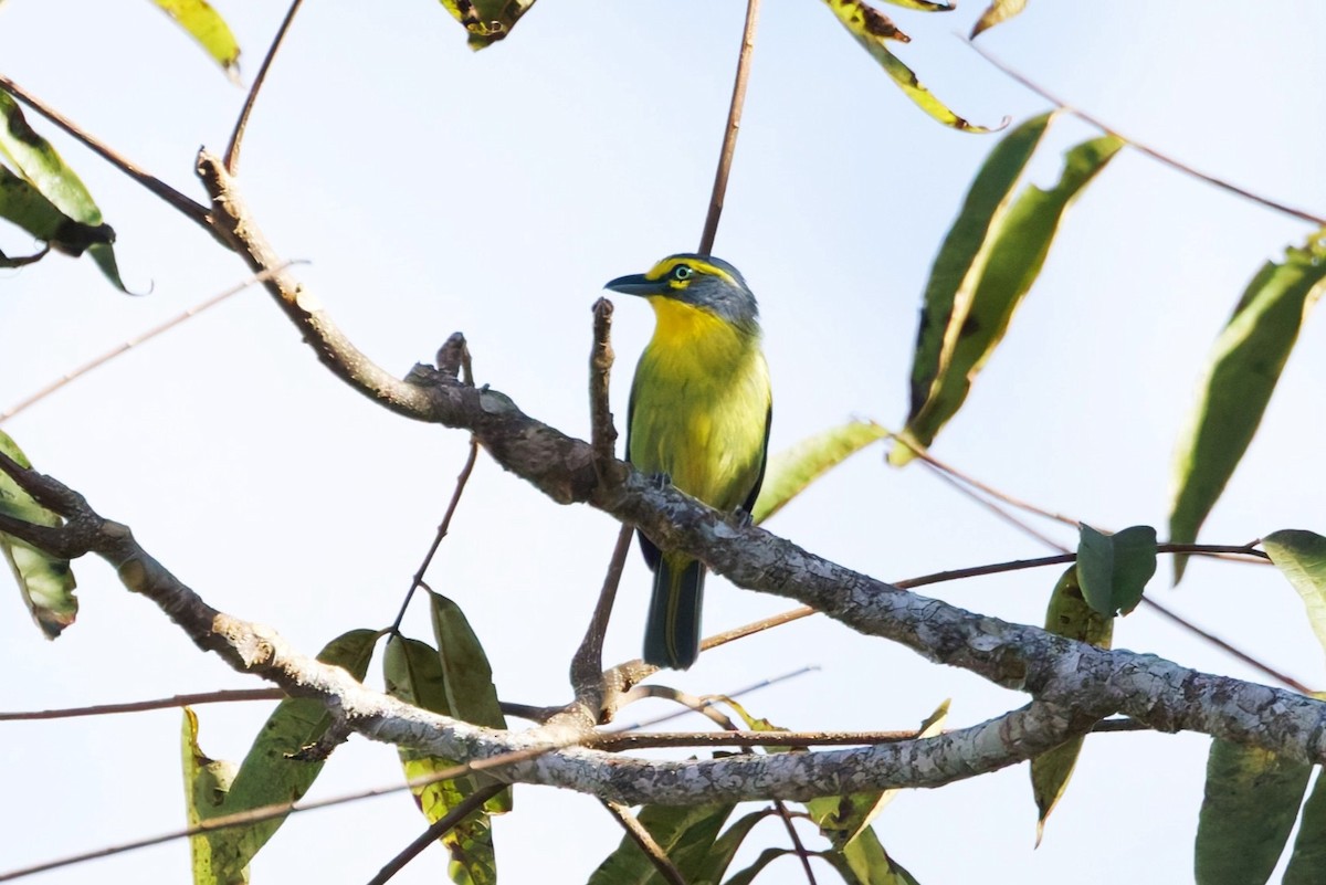 Slaty-capped Shrike-Vireo - ML642816766