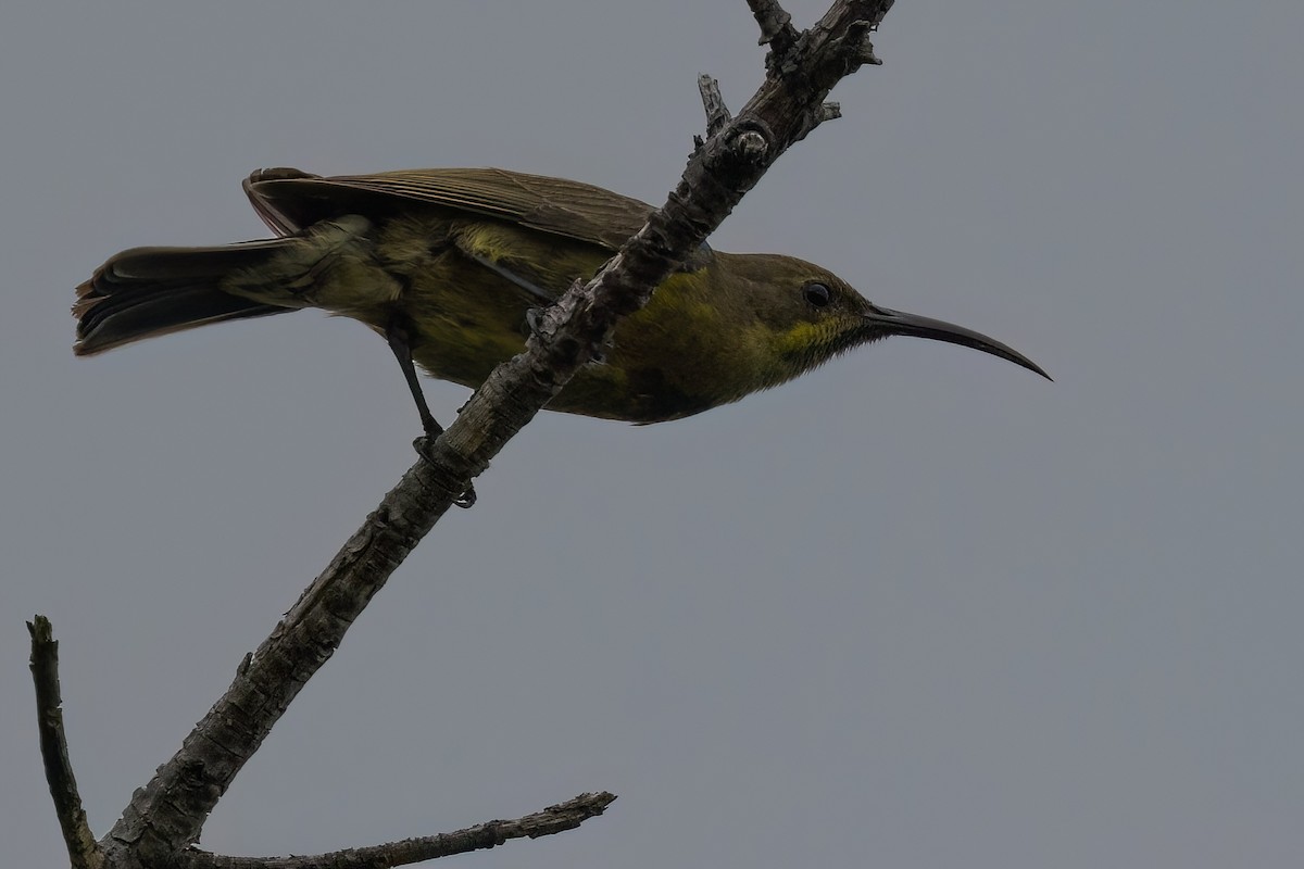 Malachite Sunbird - ML642816767