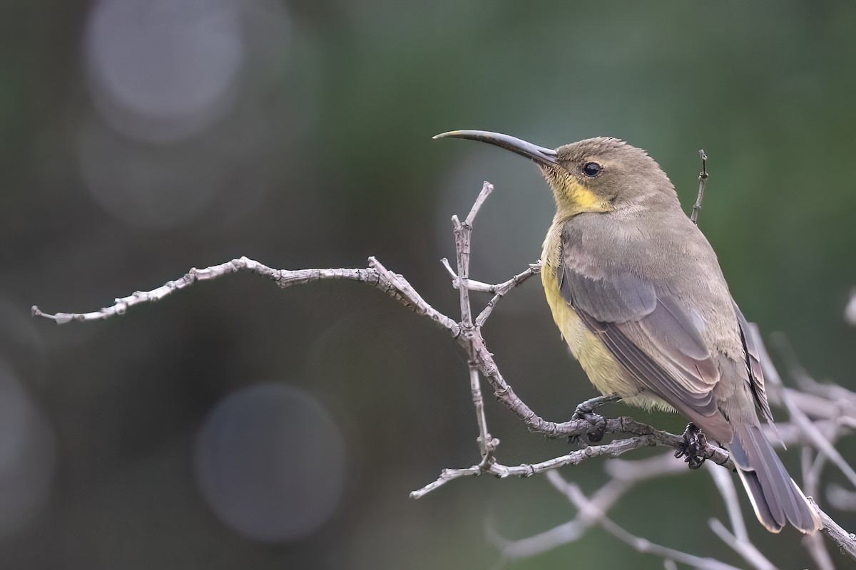 Malachite Sunbird - ML642816768