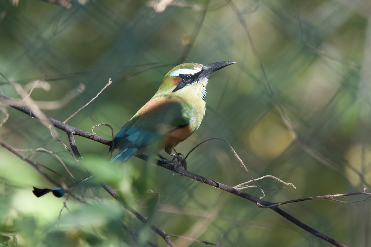 Turquoise-browed Motmot - ML642816773