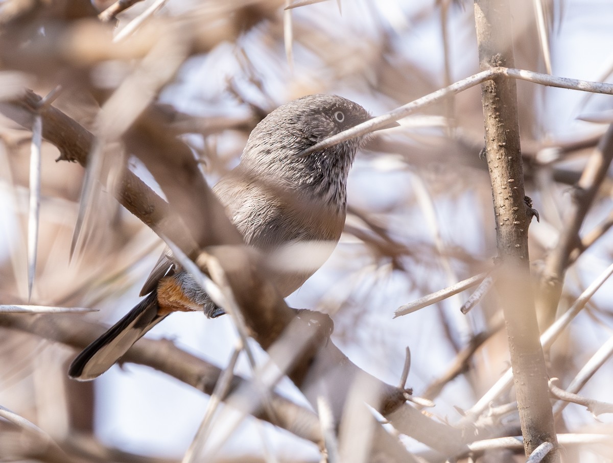 Chestnut-vented Warbler - ML642816781