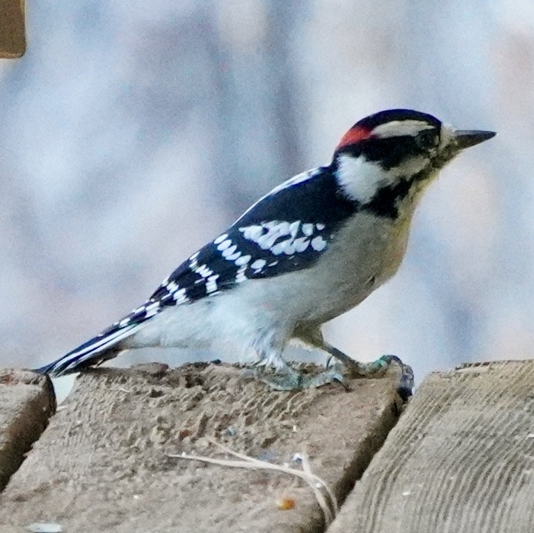 Downy Woodpecker - ML642816782