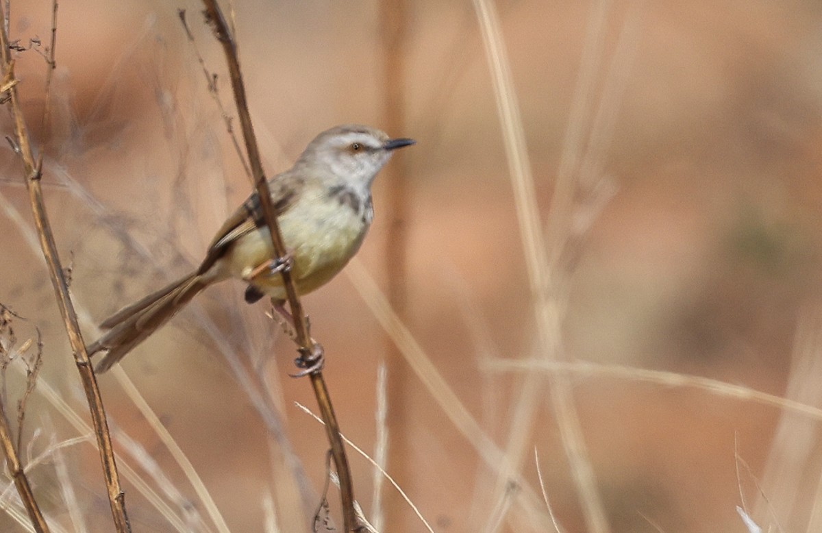 Black-chested Prinia - ML642816789