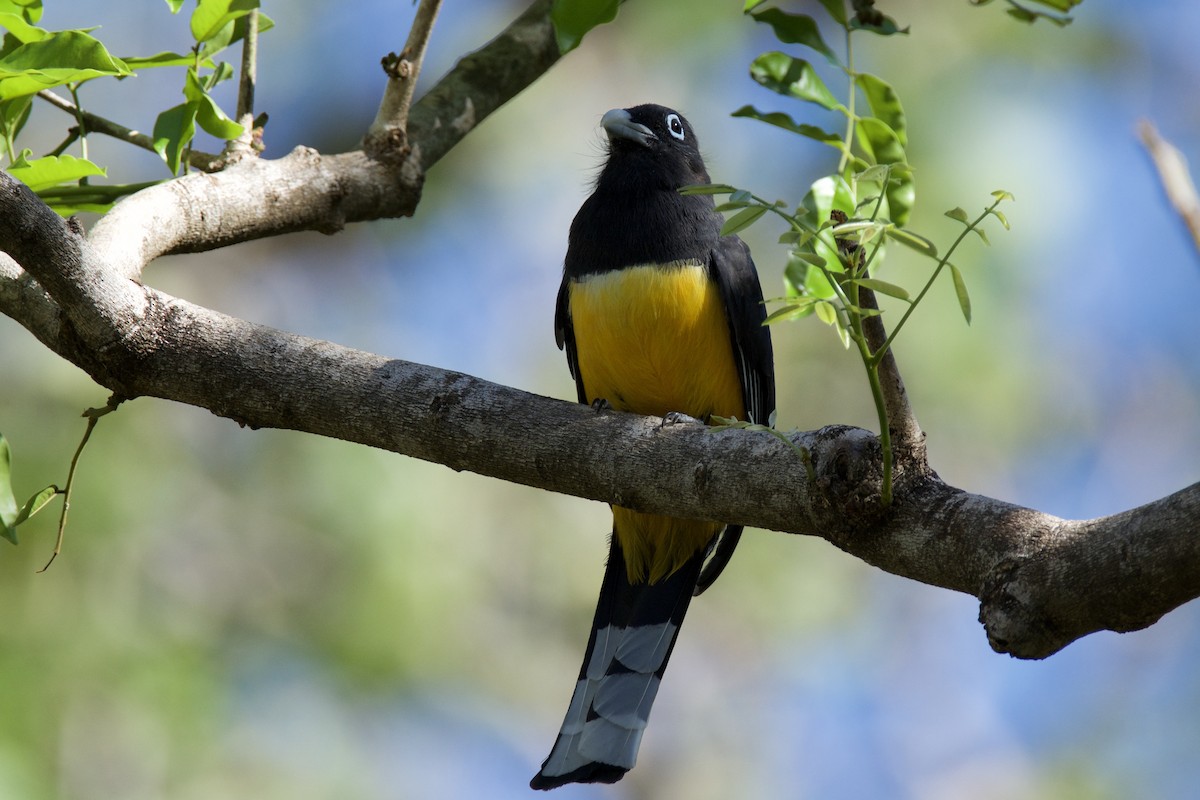 Black-headed Trogon - ML642816790
