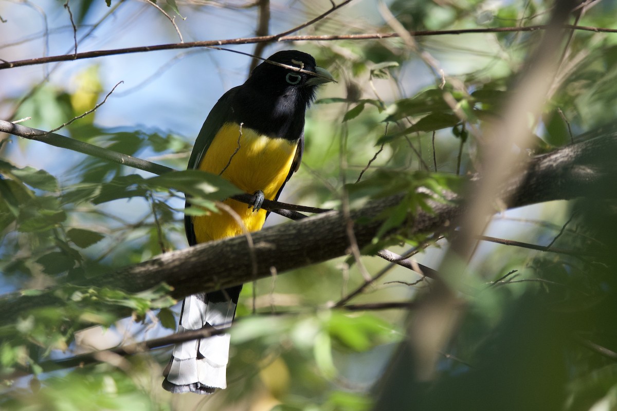 Black-headed Trogon - ML642816791