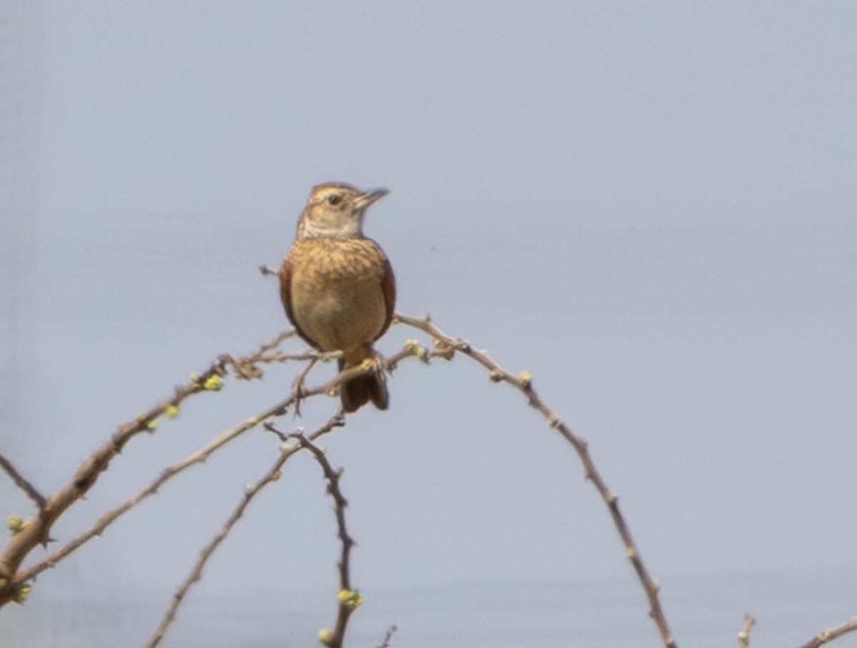 Rufous-naped Lark - ML642816795