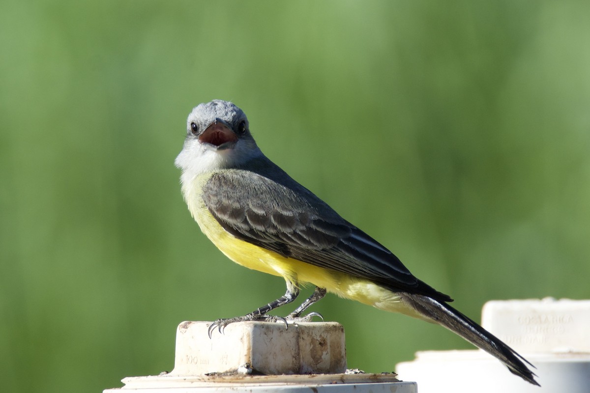 Tropical Kingbird - ML642816796