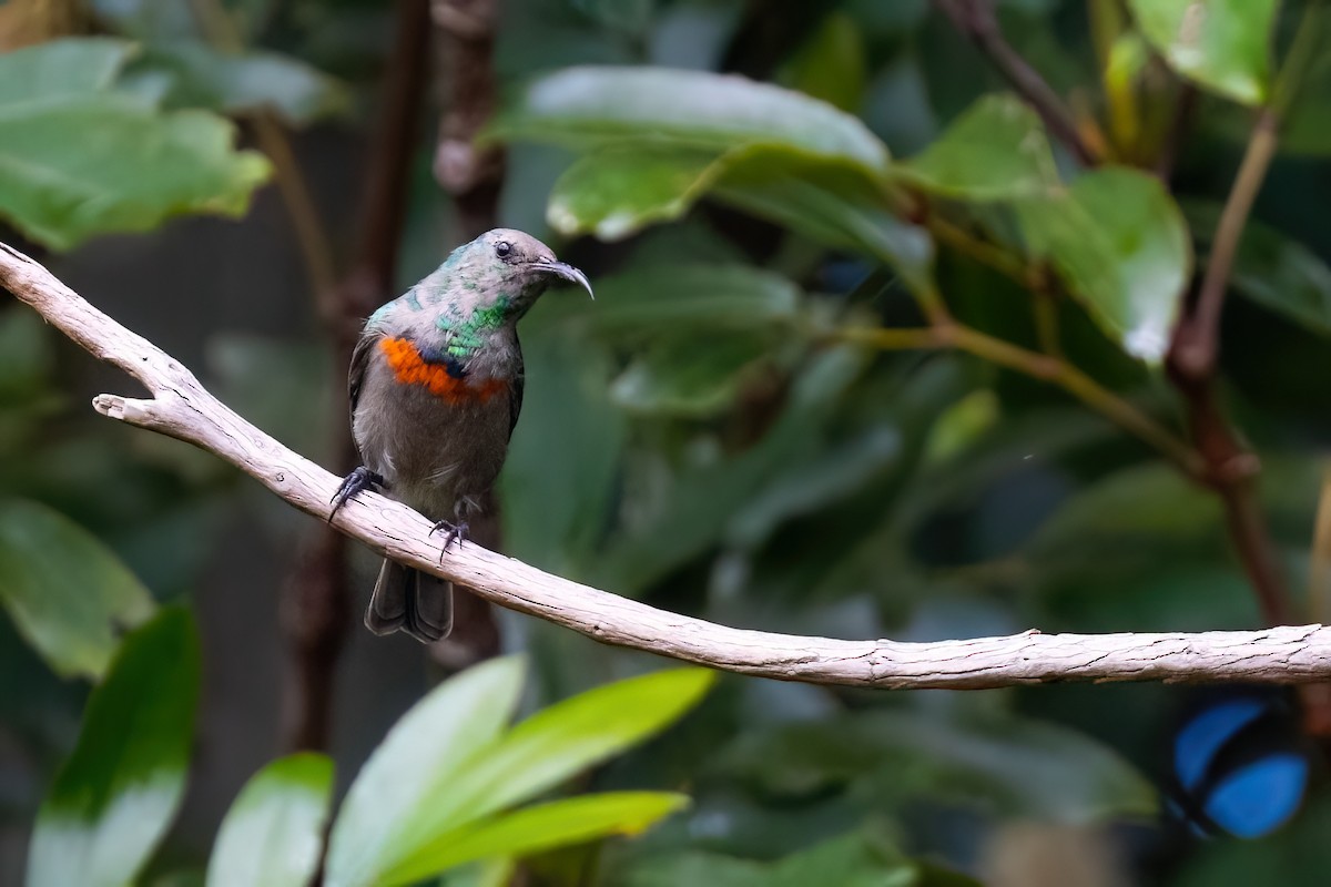 Southern Double-collared Sunbird - ML642816797