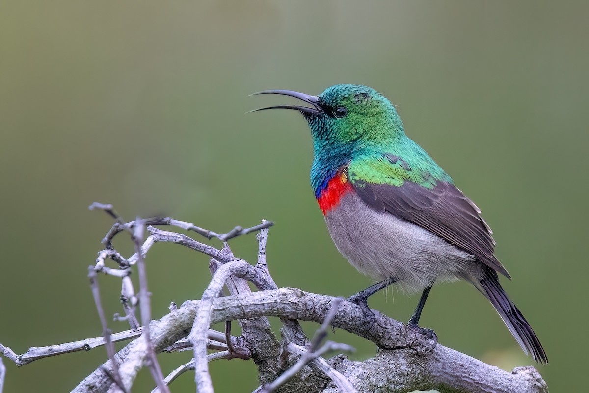 Southern Double-collared Sunbird - ML642816799