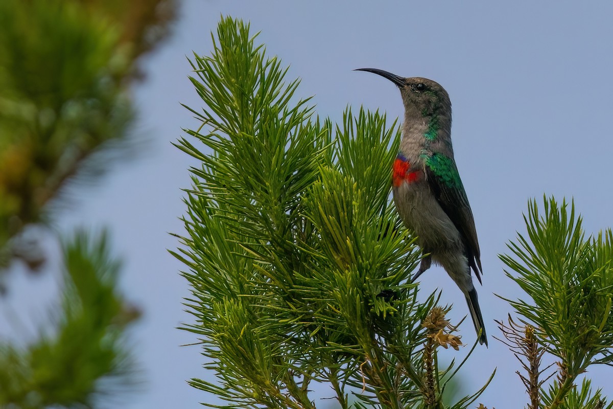 Southern Double-collared Sunbird - ML642816800