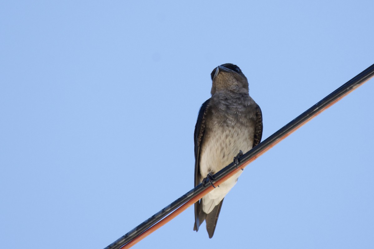 Gray-breasted Martin - ML642816801
