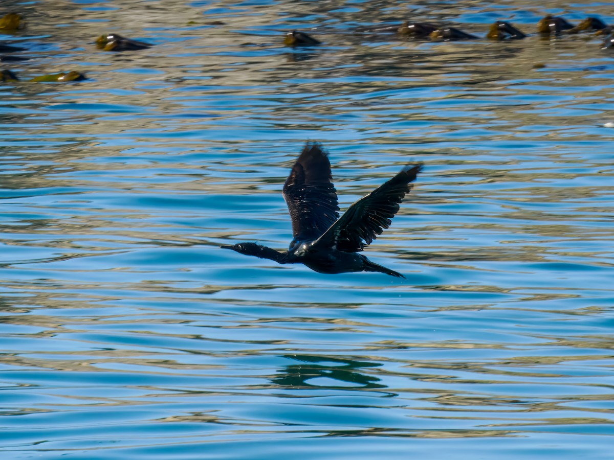 海鸕鷀 - ML642816803