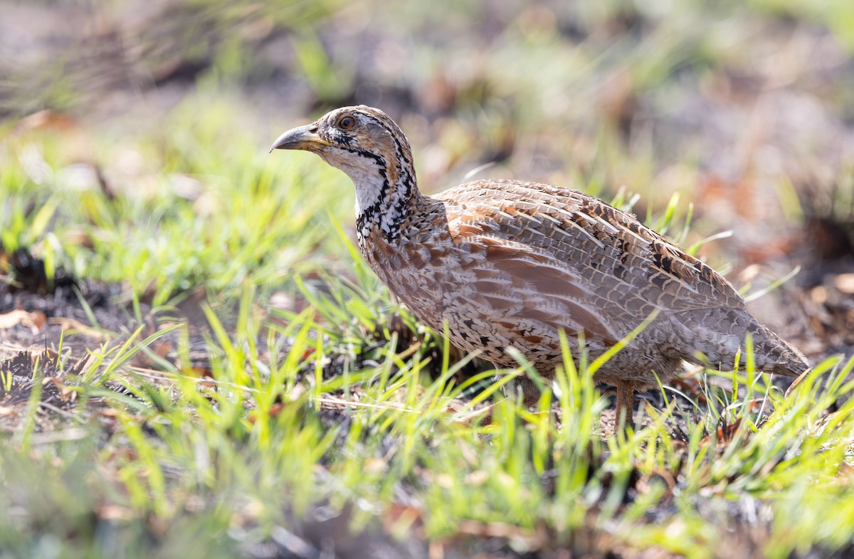 Shelley's Francolin - ML642816804