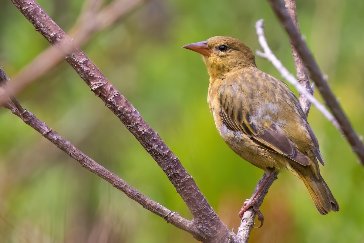 Cape Weaver - ML642816806