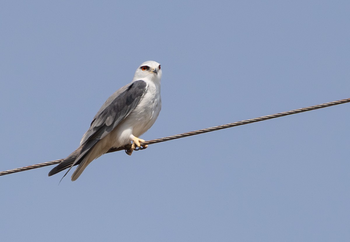 Black-winged Kite - ML642816807