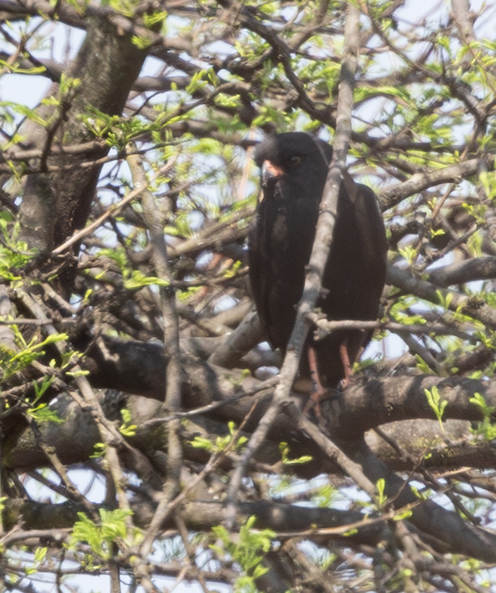 Gabar Goshawk - ML642816809