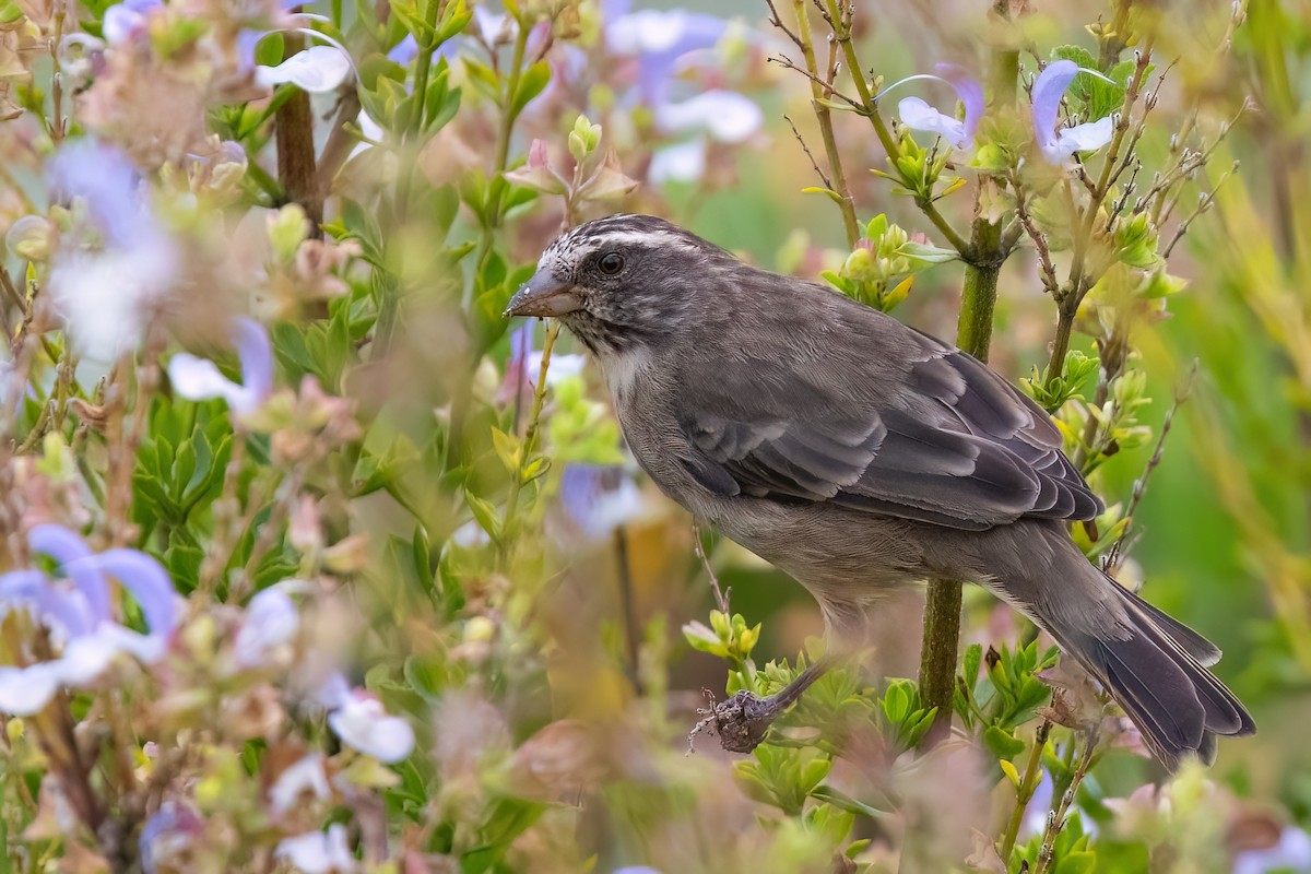 Streaky-headed Seedeater - ML642816810