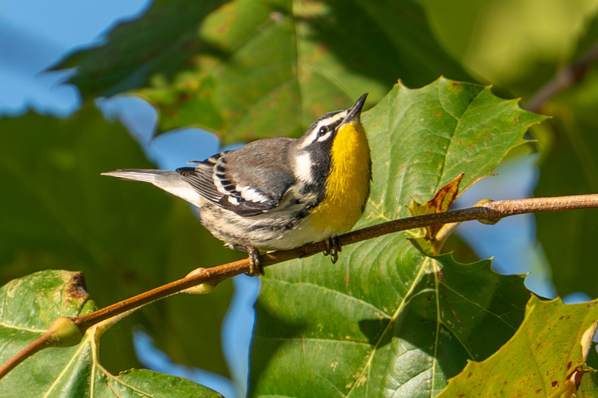 Yellow-throated Warbler - ML642816812