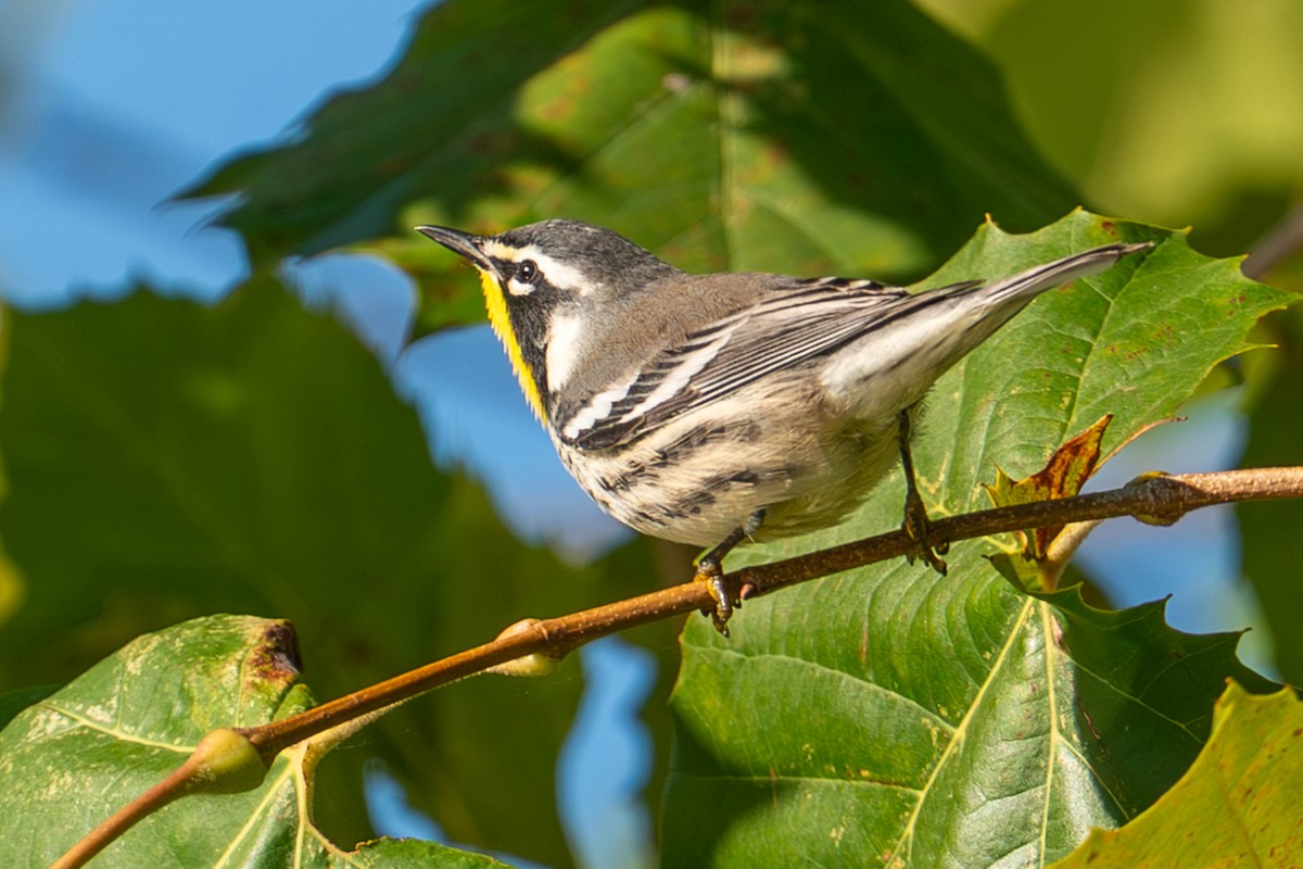 Yellow-throated Warbler - ML642816814
