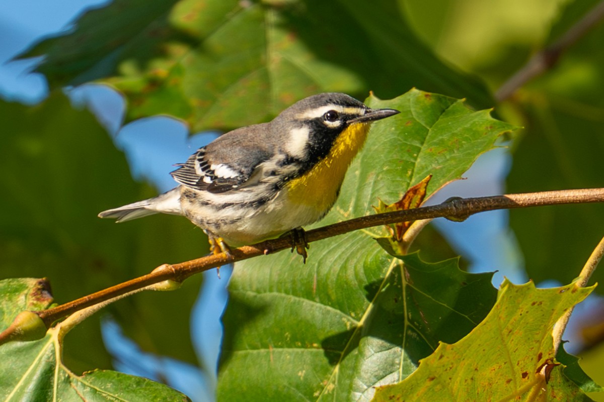 Yellow-throated Warbler - ML642816815
