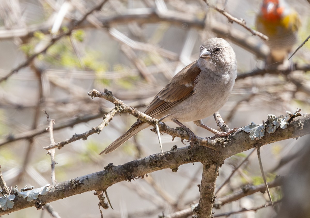 Southern Gray-headed Sparrow - ML642816821